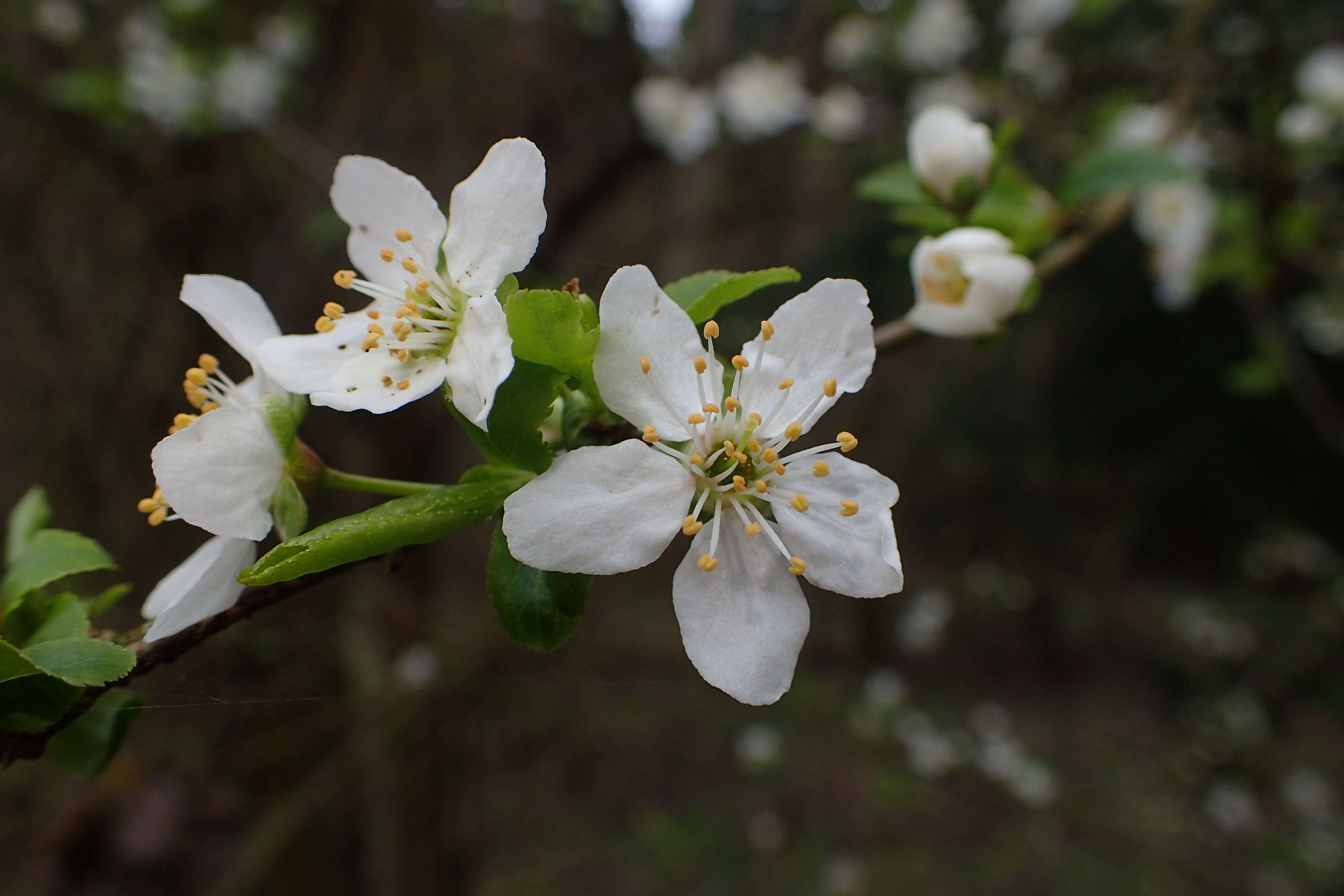 Imagem de Malus sylvestris Mill.