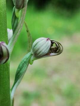 Image of Adriatic lizard orchid