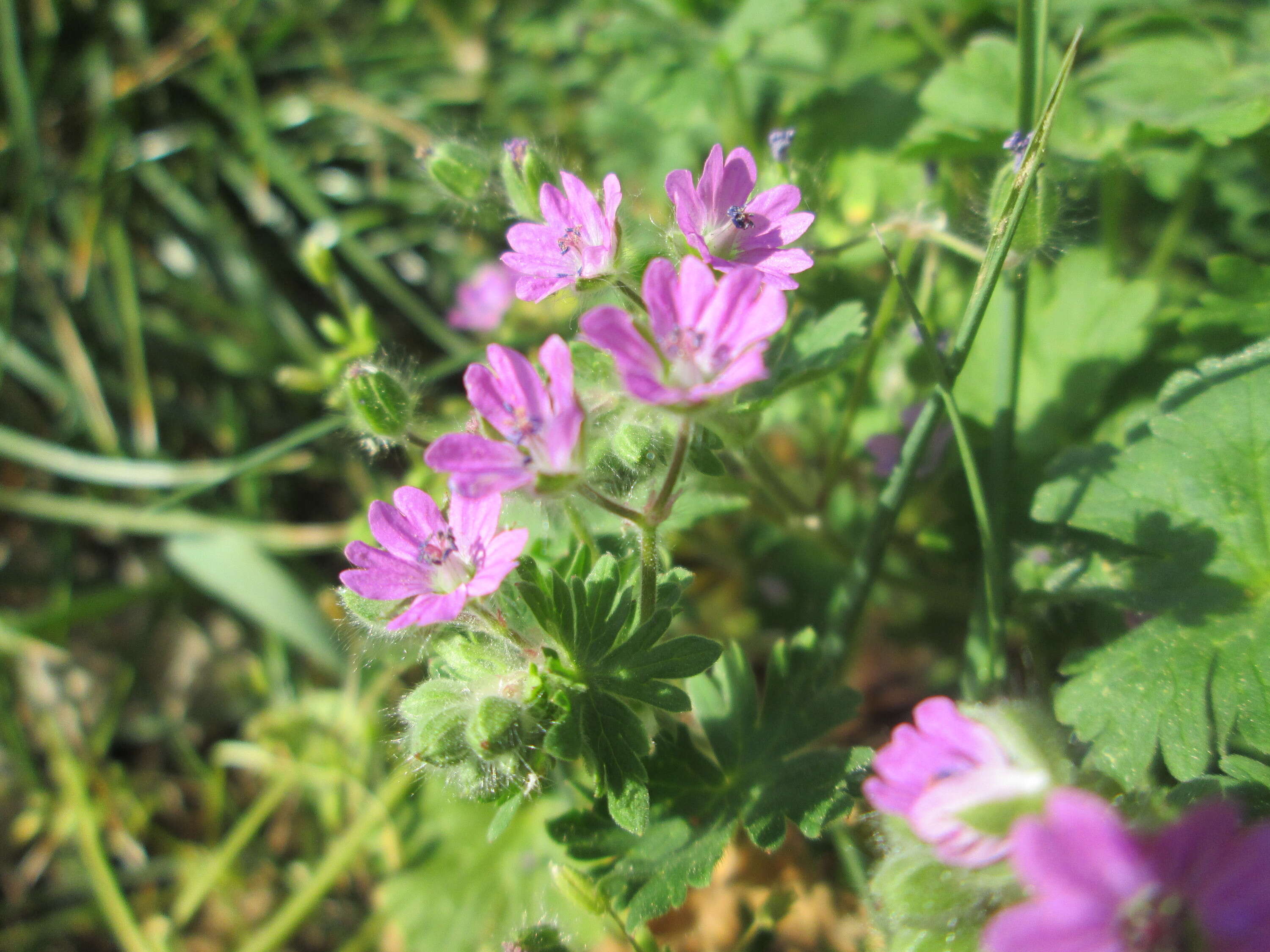 Imagem de Geranium molle L.