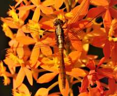 Слика од Orthetrum villosovittatum (Brauer 1868)