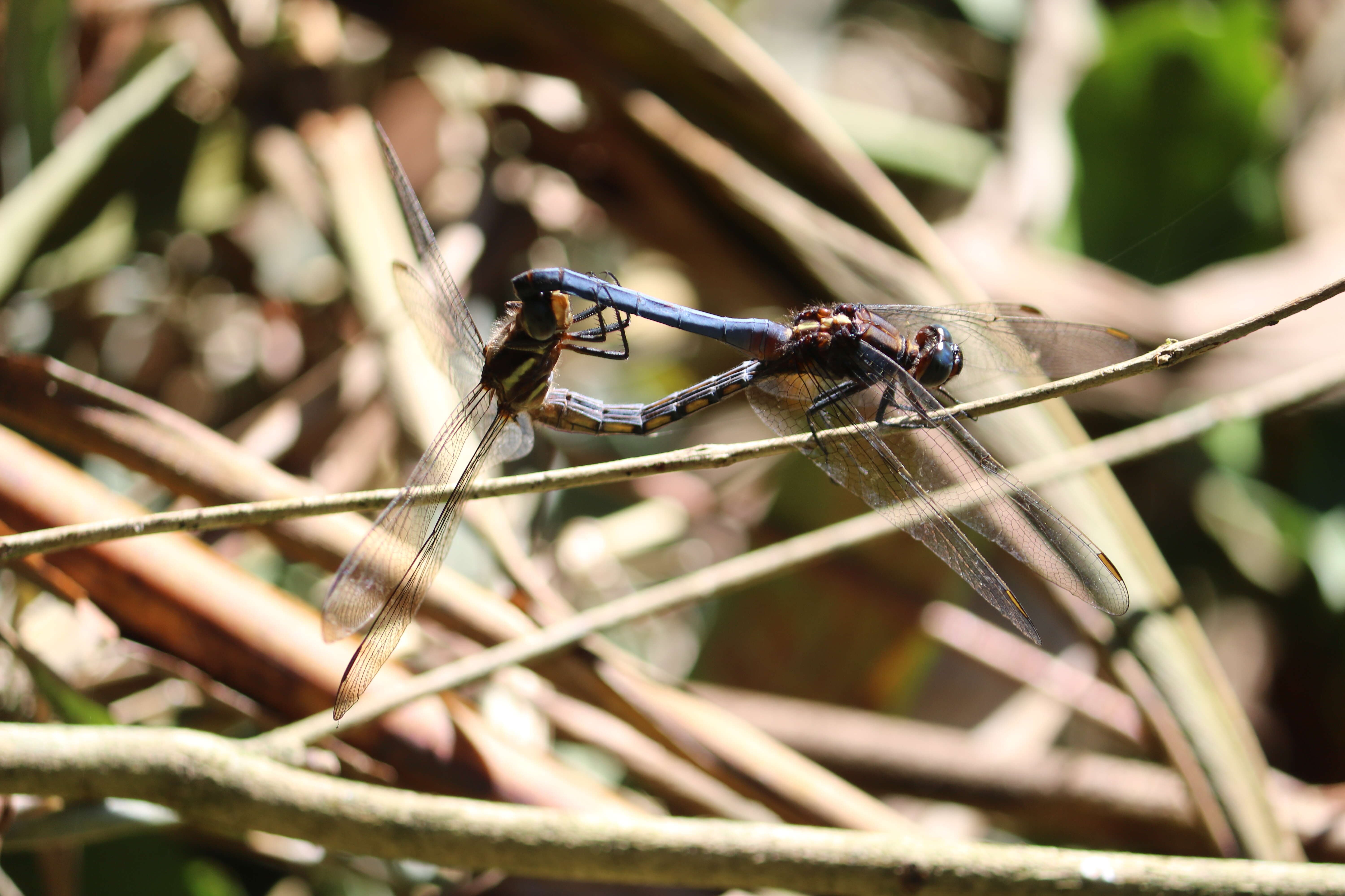 Image of blue marsh hawk