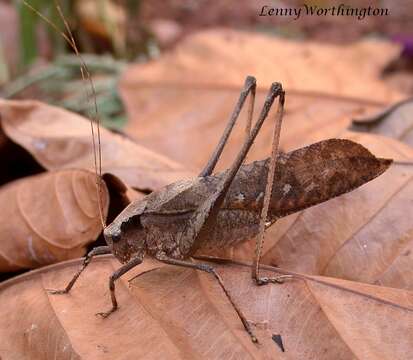 Image of Mecopoda elongata (Linnaeus 1758)