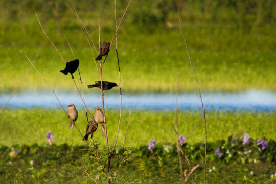 Image of Screaming Cowbird