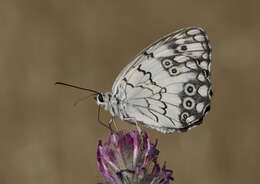 Imagem de Melanargia titea Klug 1832