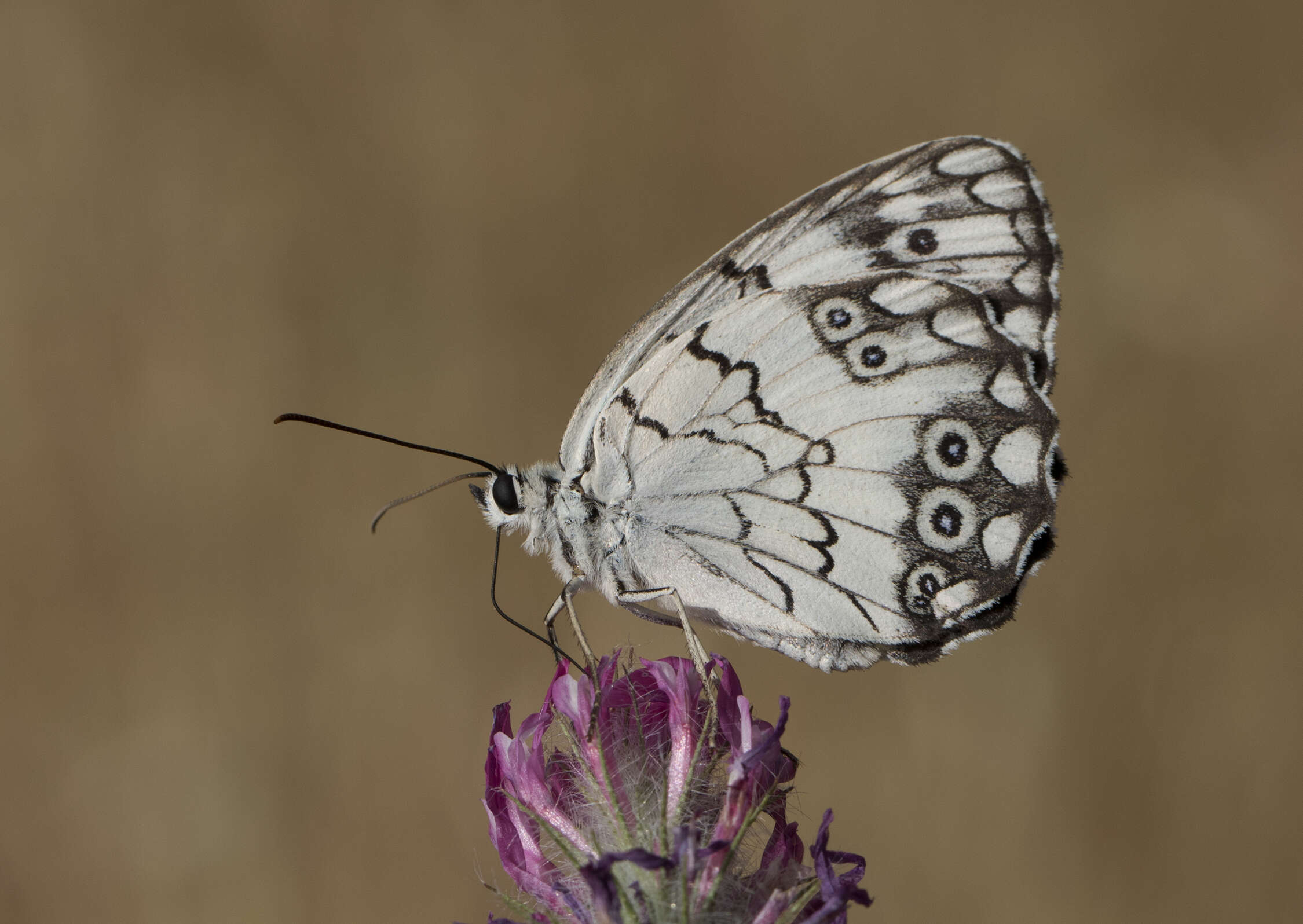 Imagem de Melanargia titea Klug 1832