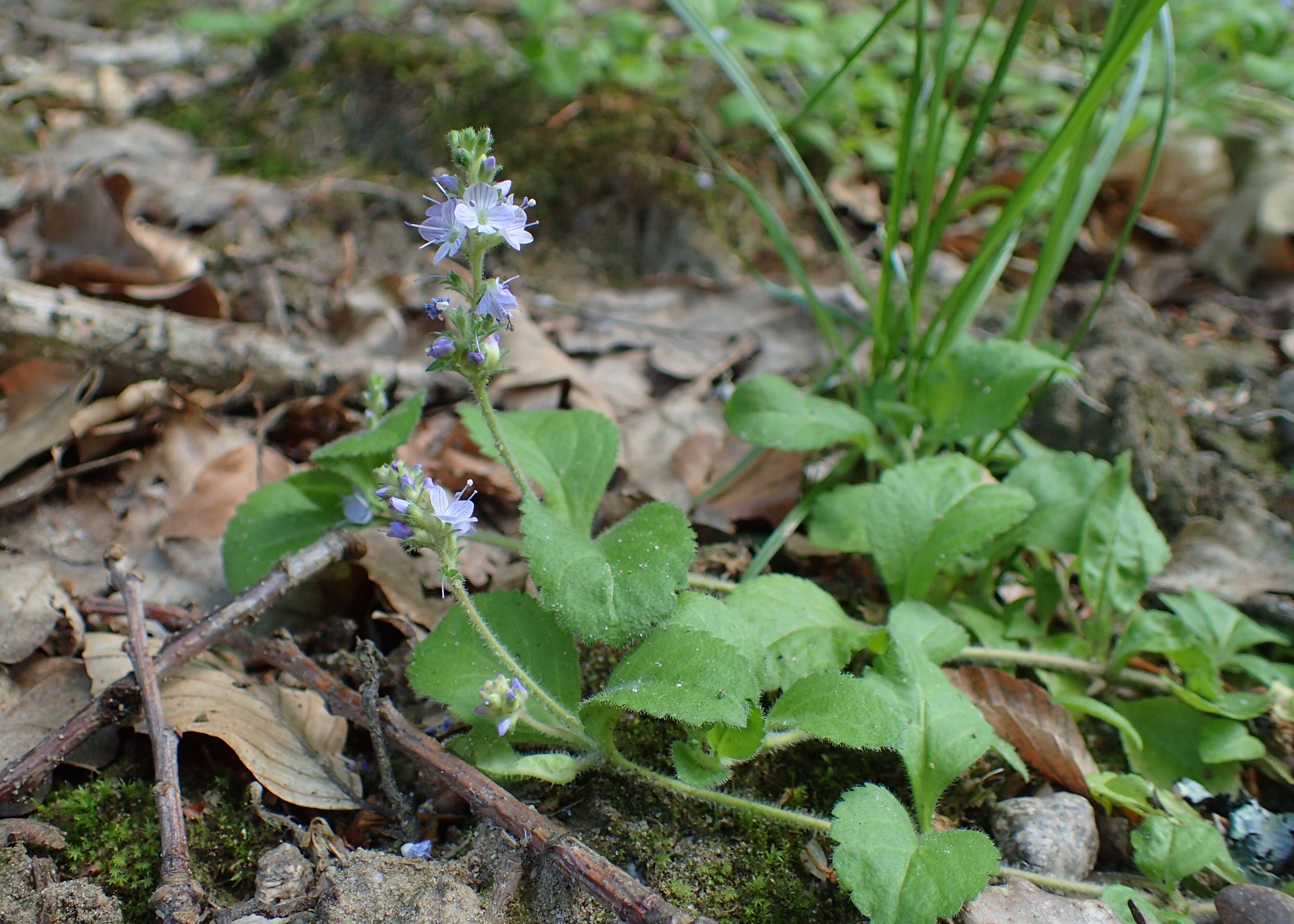 Image of Health Speedwell