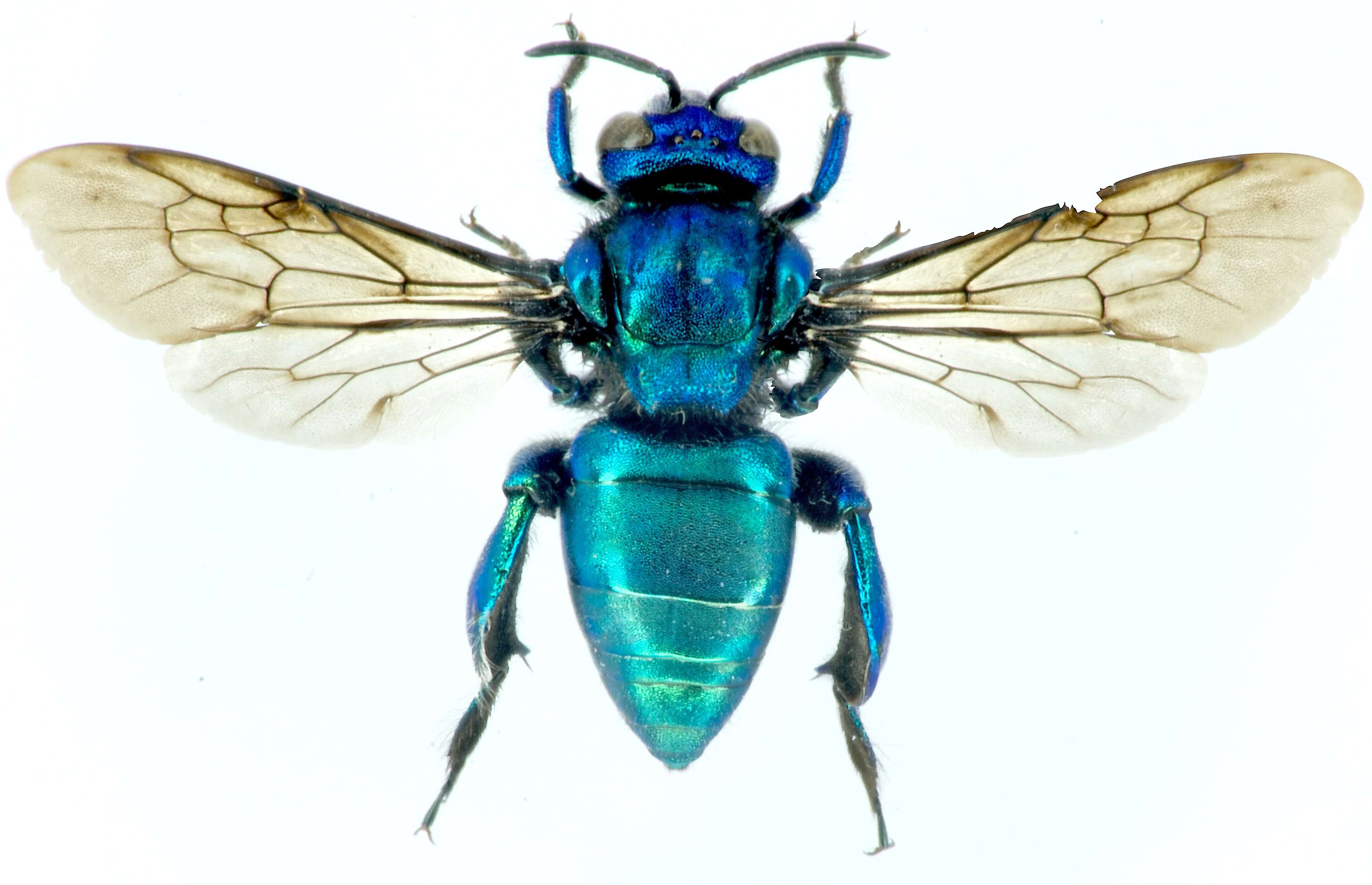 Image of orchid bee