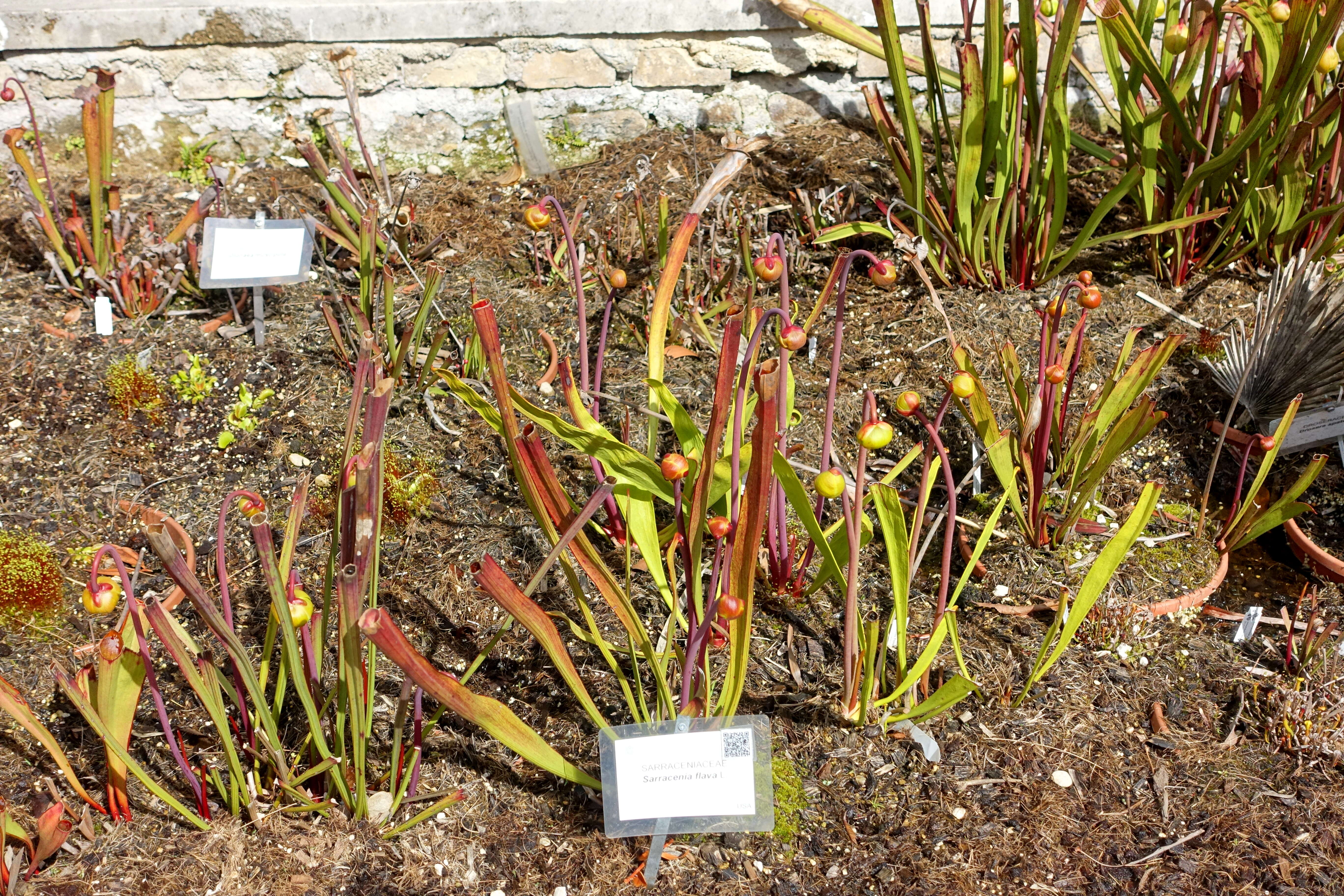 Image of Yellow pitcher plant