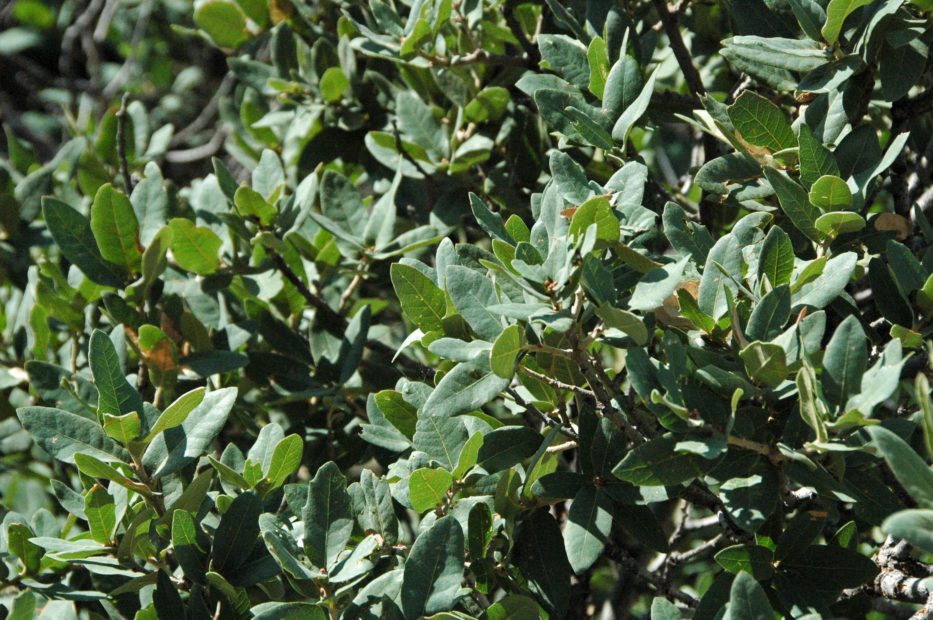 Image of gray oak