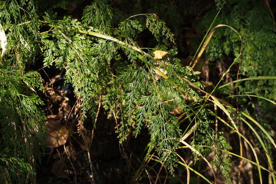 Plancia ëd Onychium japonicum (Thunb.) Kunze