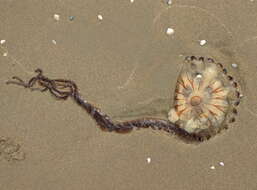 Image of Compass jellyfish