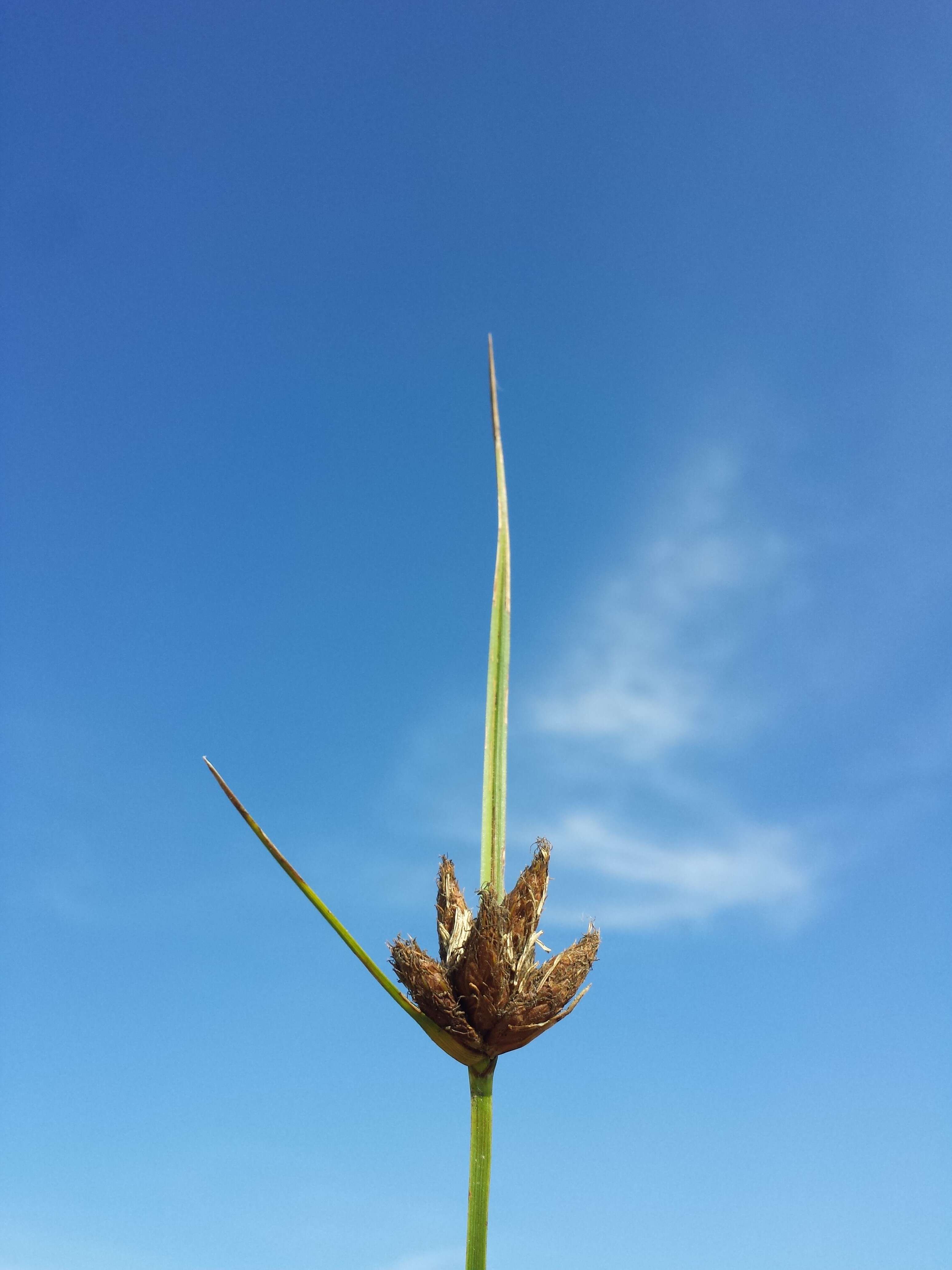 Imagem de Bolboschoenus planiculmis (F. Schmidt) T. V. Egorova