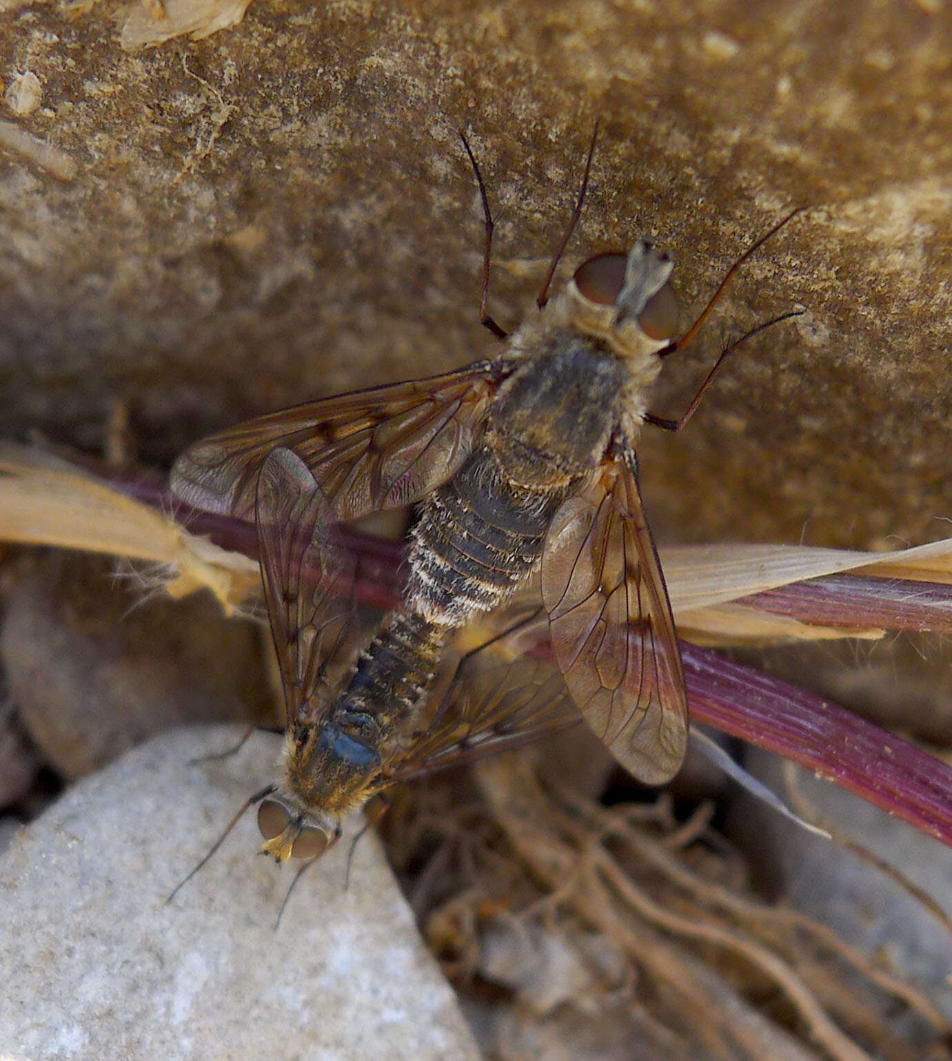 Image of Cythereinae