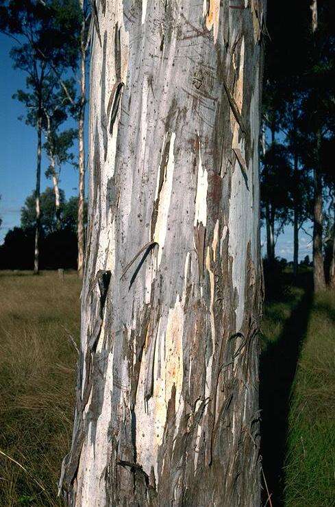 Image de Eucalyptus argophloia Blakely