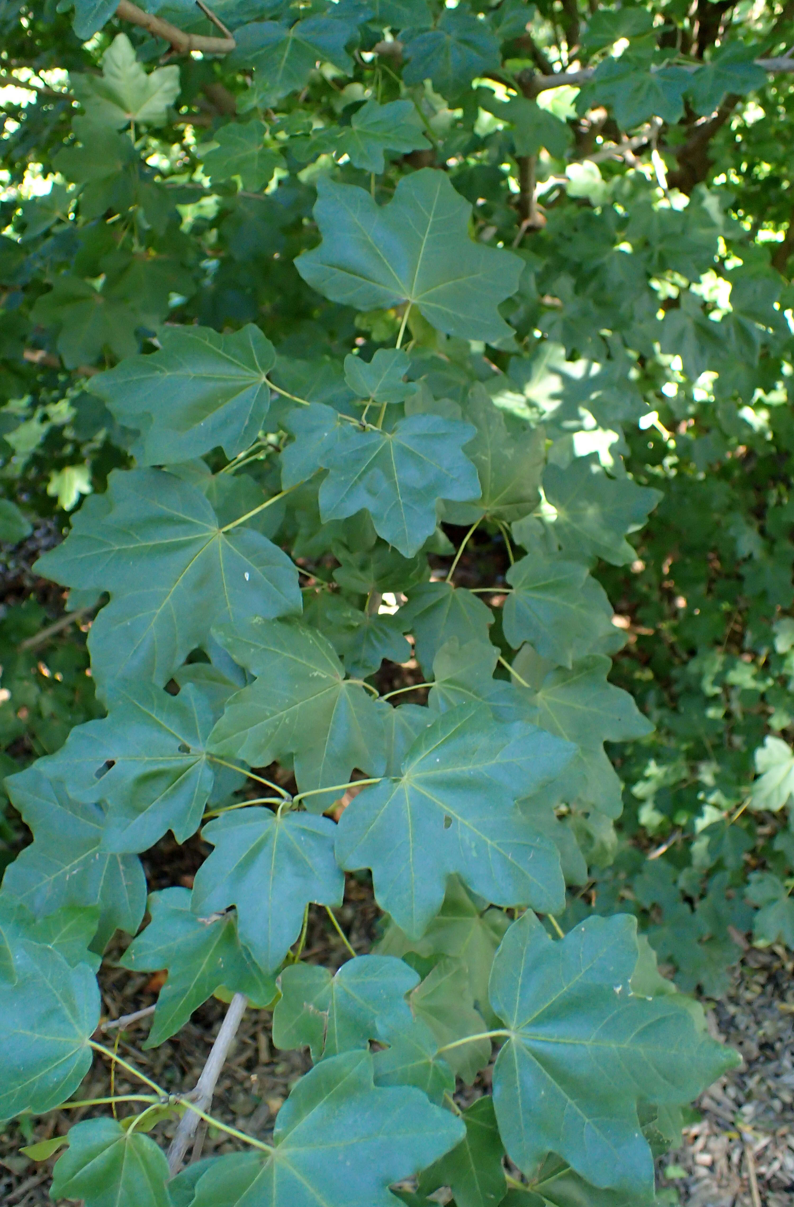 Image of Acer pilosum Maxim.