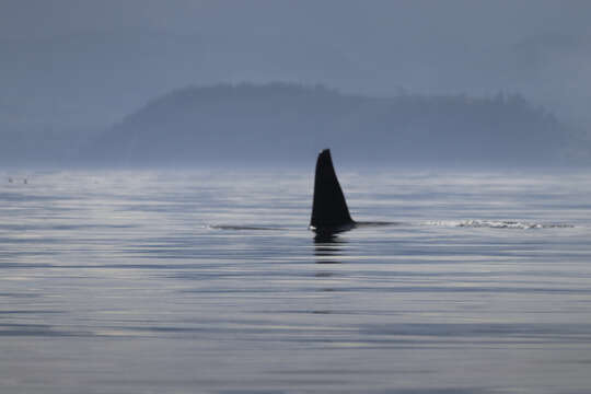 Image of killer whale