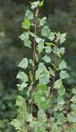 Image of Black Poplar