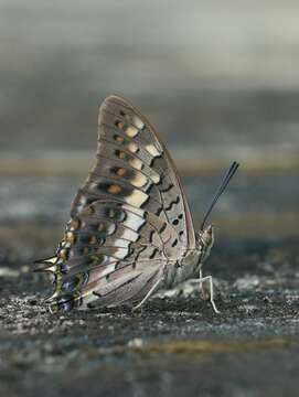 Imagem de Charaxes solon Fabricius 1793