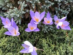 Image of Autumn crocus