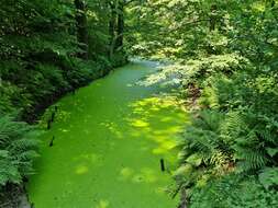 Image of duckweed