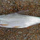 Image of Mongolian Redfin