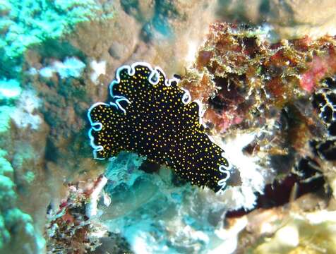 Image of Yellow papillae flatworm