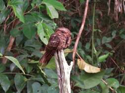 Image of Yucatan Poorwill