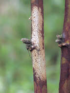 Imagem de Septocyta ruborum (Lib.) Petr. 1968