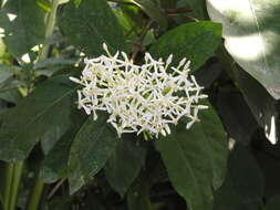 Image of Ixora finlaysoniana Wall. ex G. Don