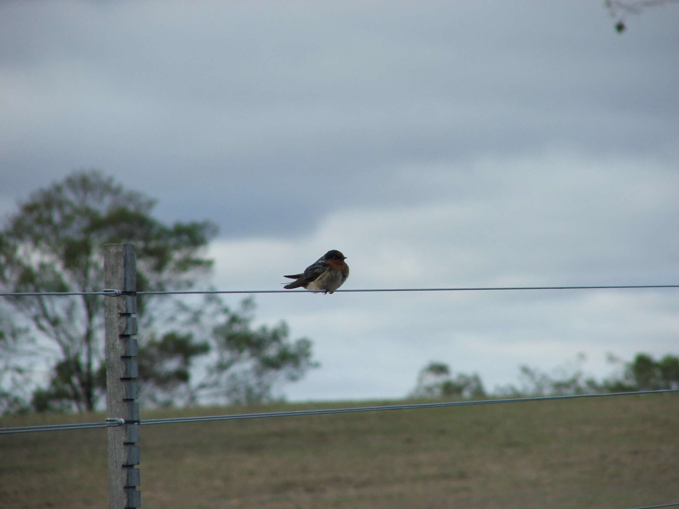 Image of Welcome Swallow