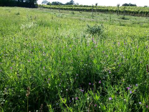 Lathyrus hirsutus L.的圖片