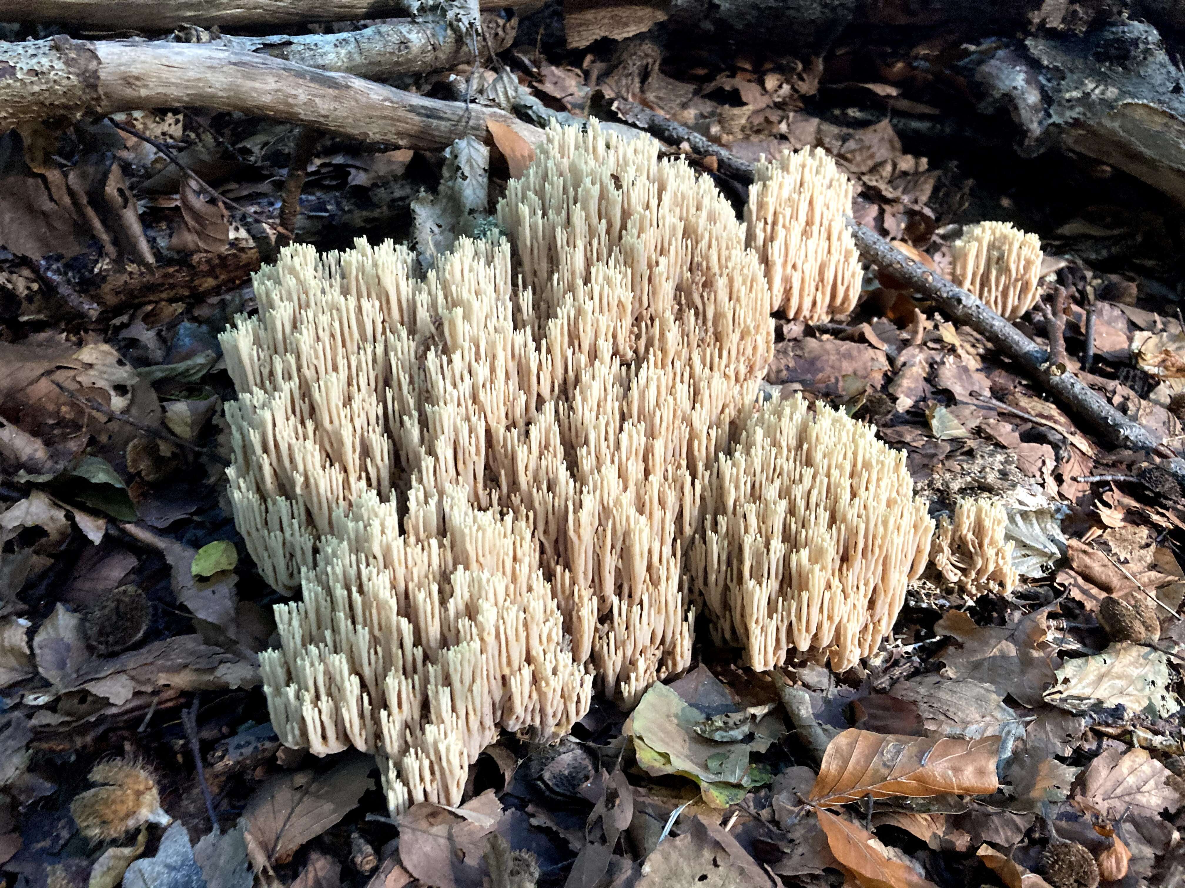 Слика од Ramaria stricta (Pers.) Quél. 1888