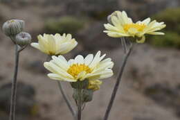 Слика од Senecio antofagastanus Cabrera