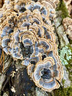 Image of Turkey Tail