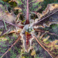 Image of spotted hawkweed