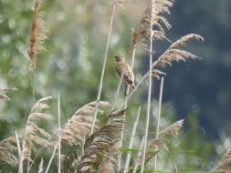 Image of Whinchat