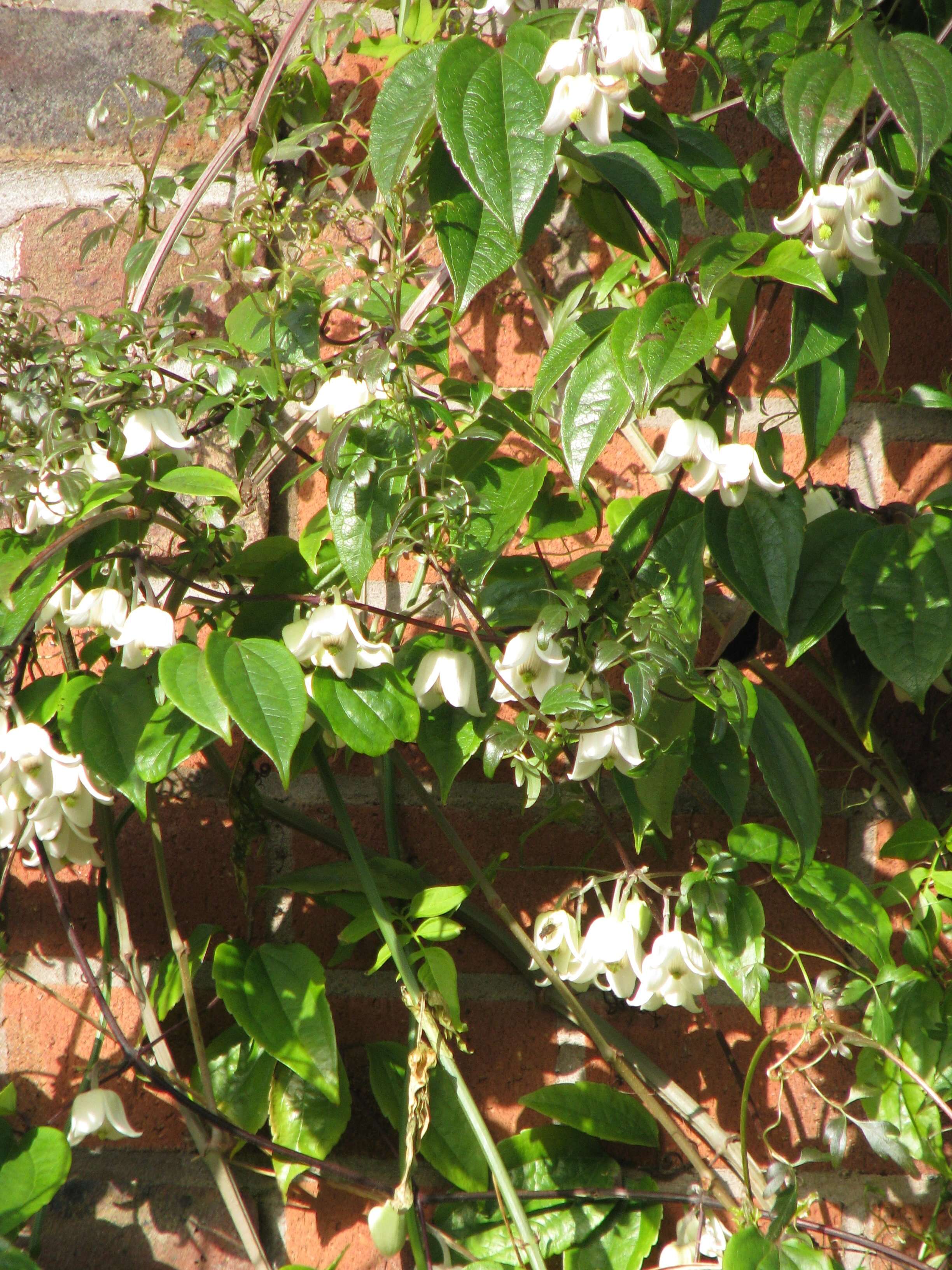 Image of Clematis urophylla Franch.