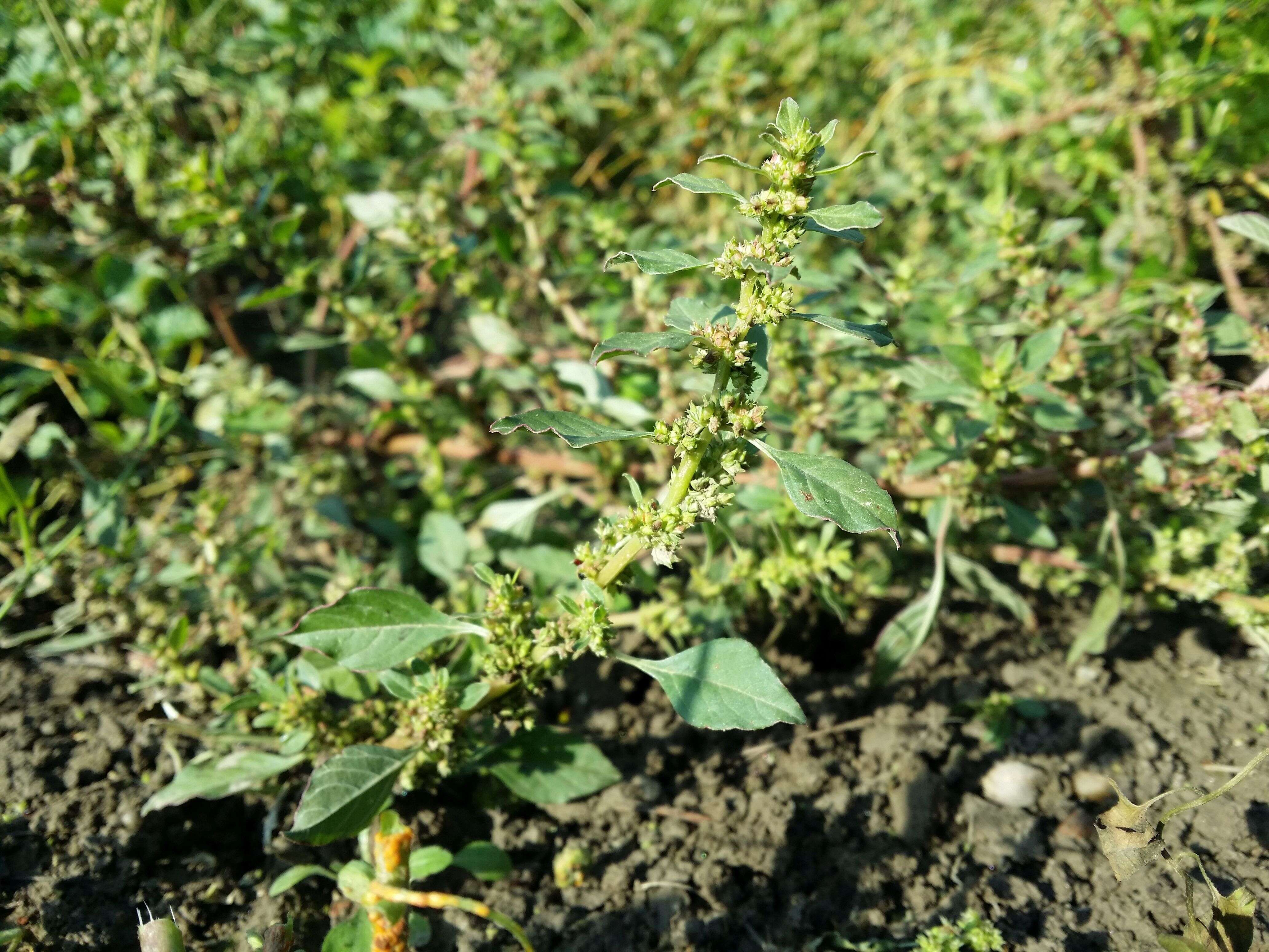 Image of Mediterranean Amaranth