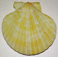 Image of queen scallop