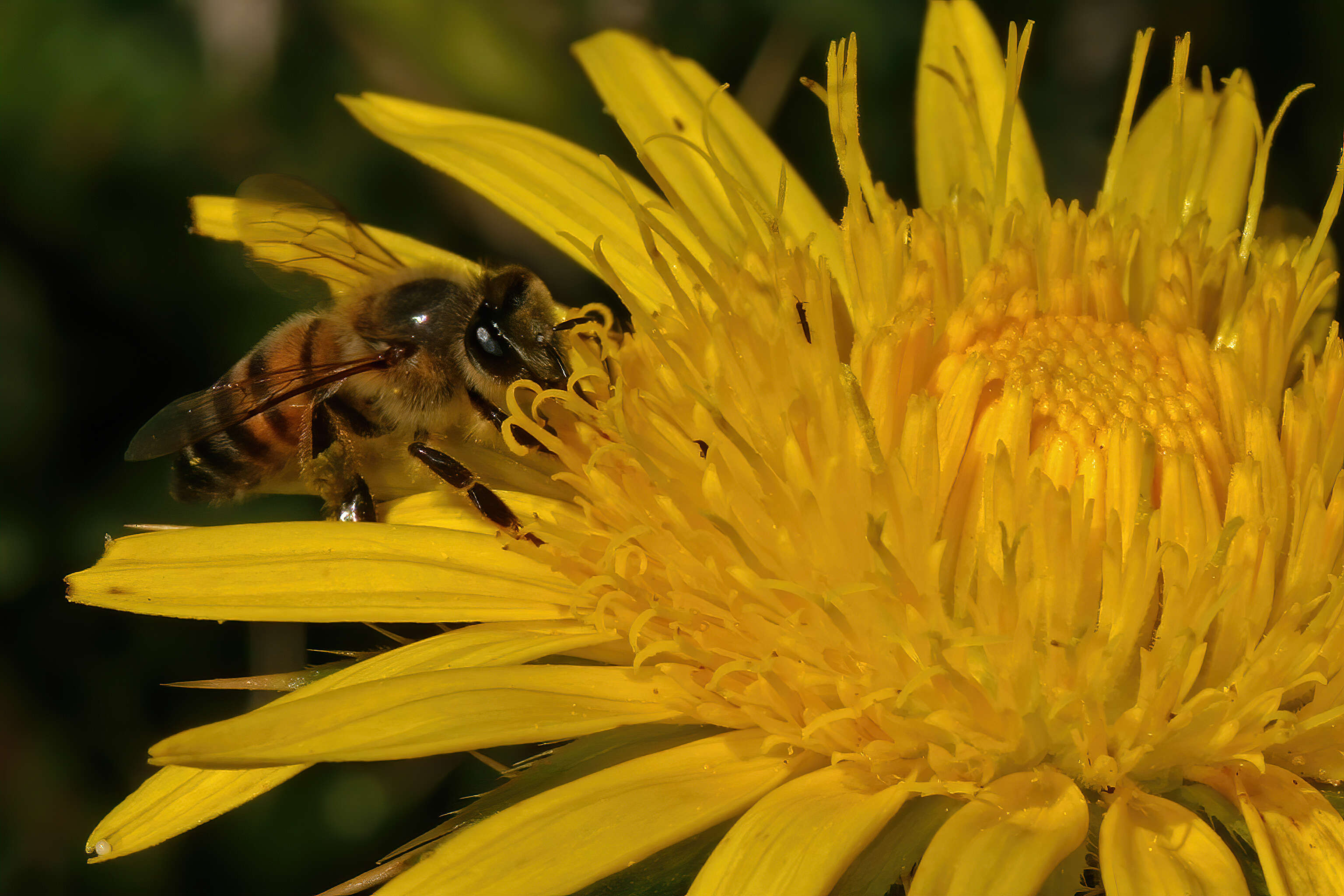 Image de Apis mellifera scutellata