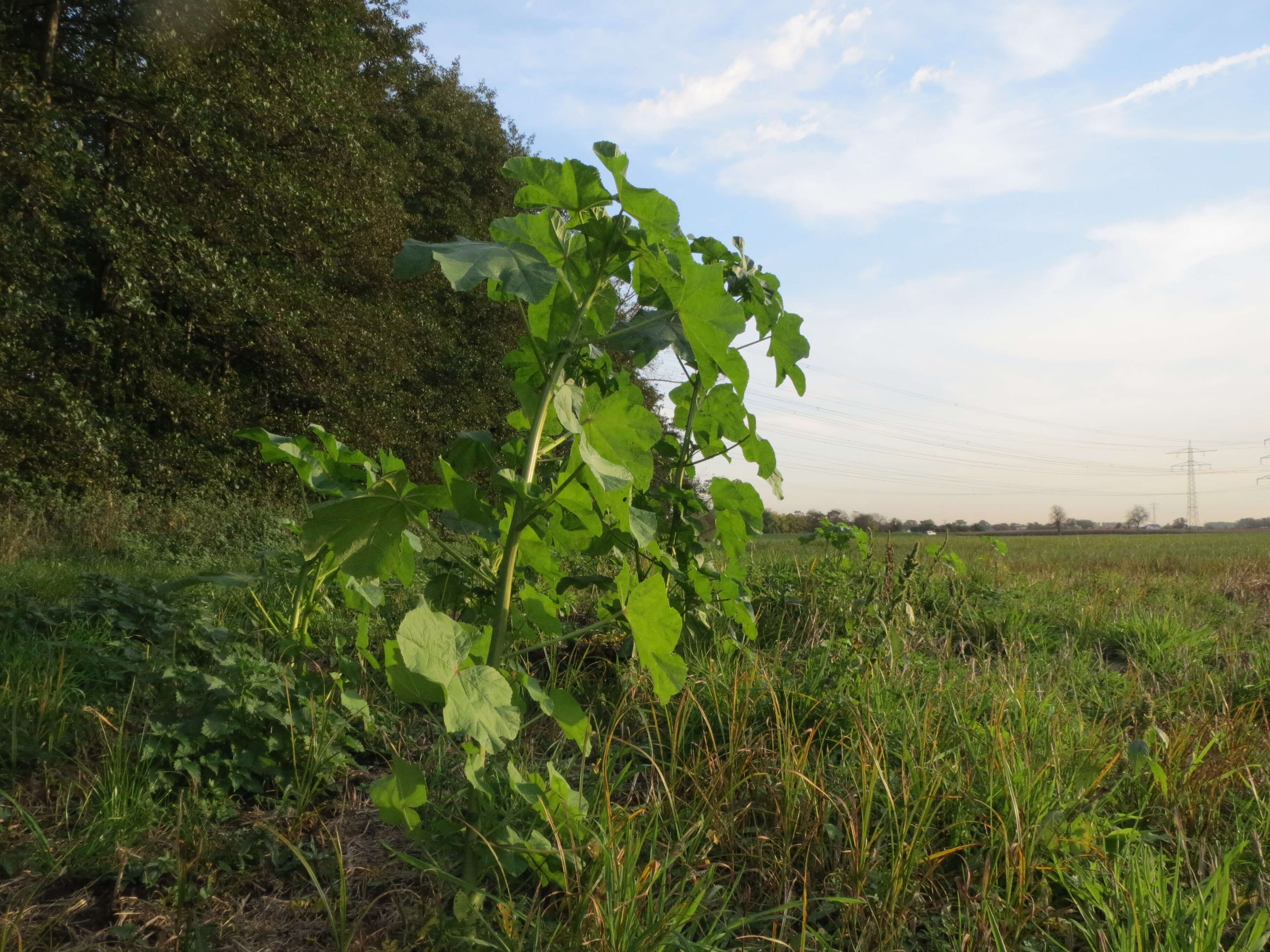 Image of cluster mallow