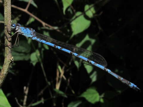 Image of Indolestes peregrinus (Ris 1916)