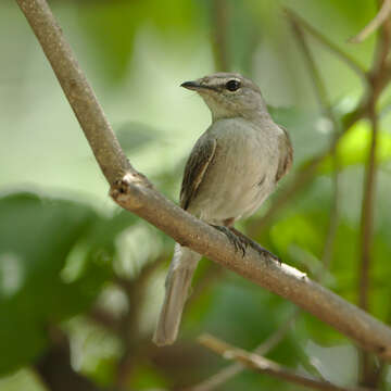 Muscicapa caerulescens (Hartlaub 1865)的圖片