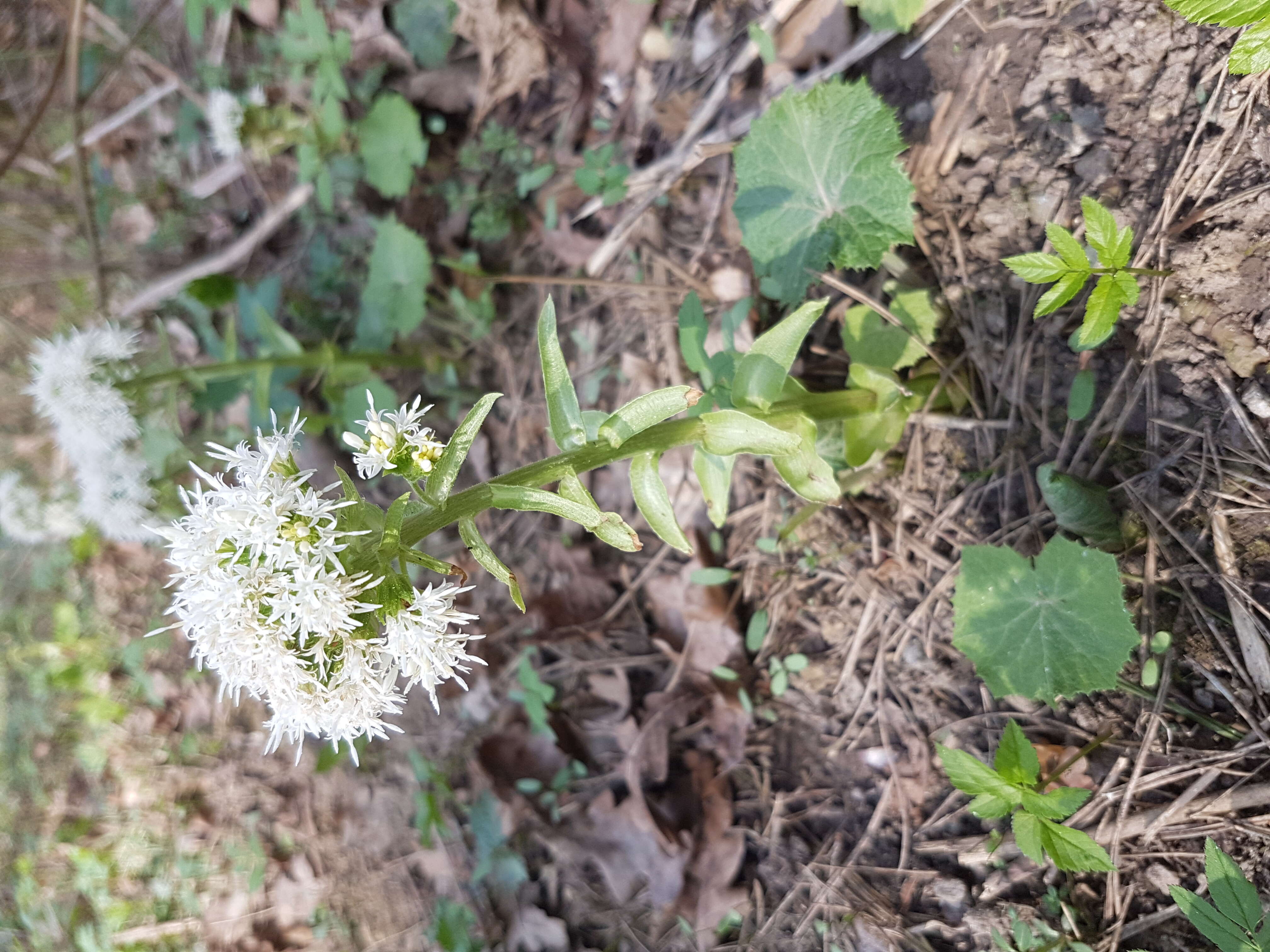 Image of Petasites albus (L.) Gaertn.