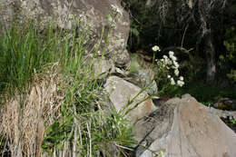 Image of prairie fleabane