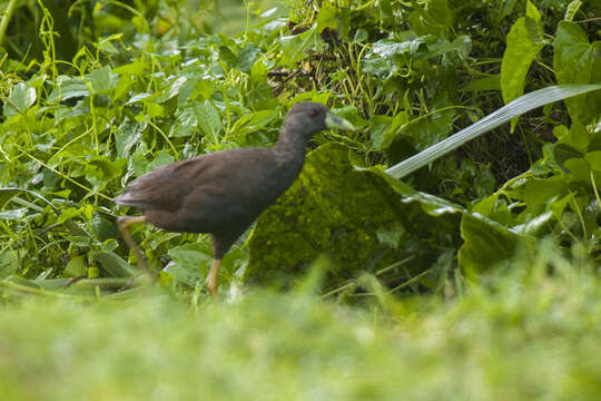 Image of Philippine Bush-hen