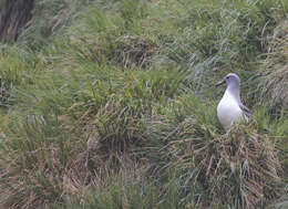 Image of Grey-headed Albatross