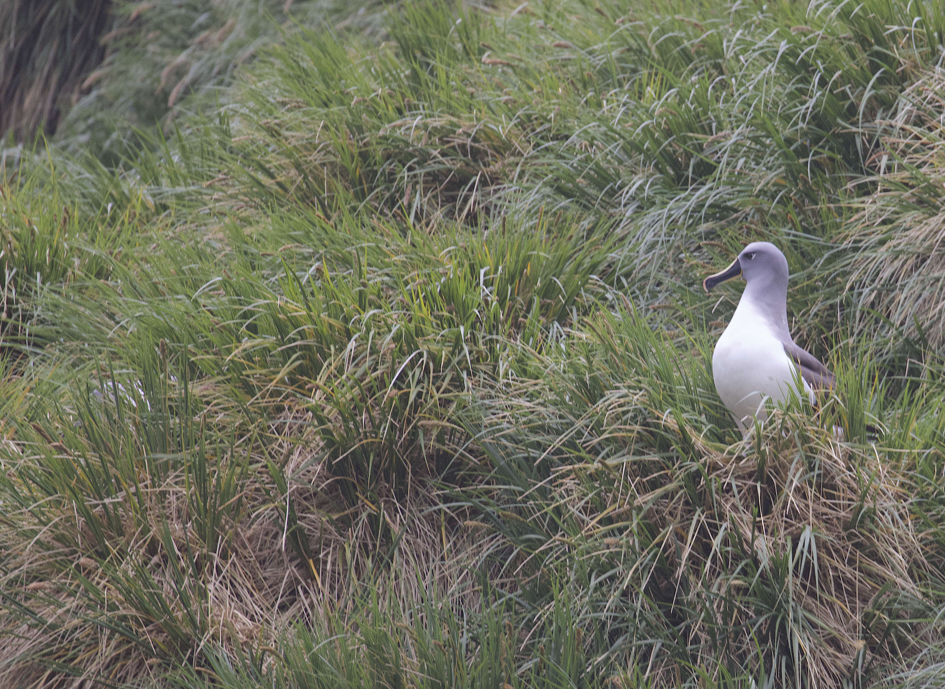 Image of Grey-headed Albatross