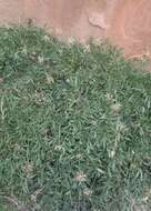 Image of Canyonlands biscuitroot