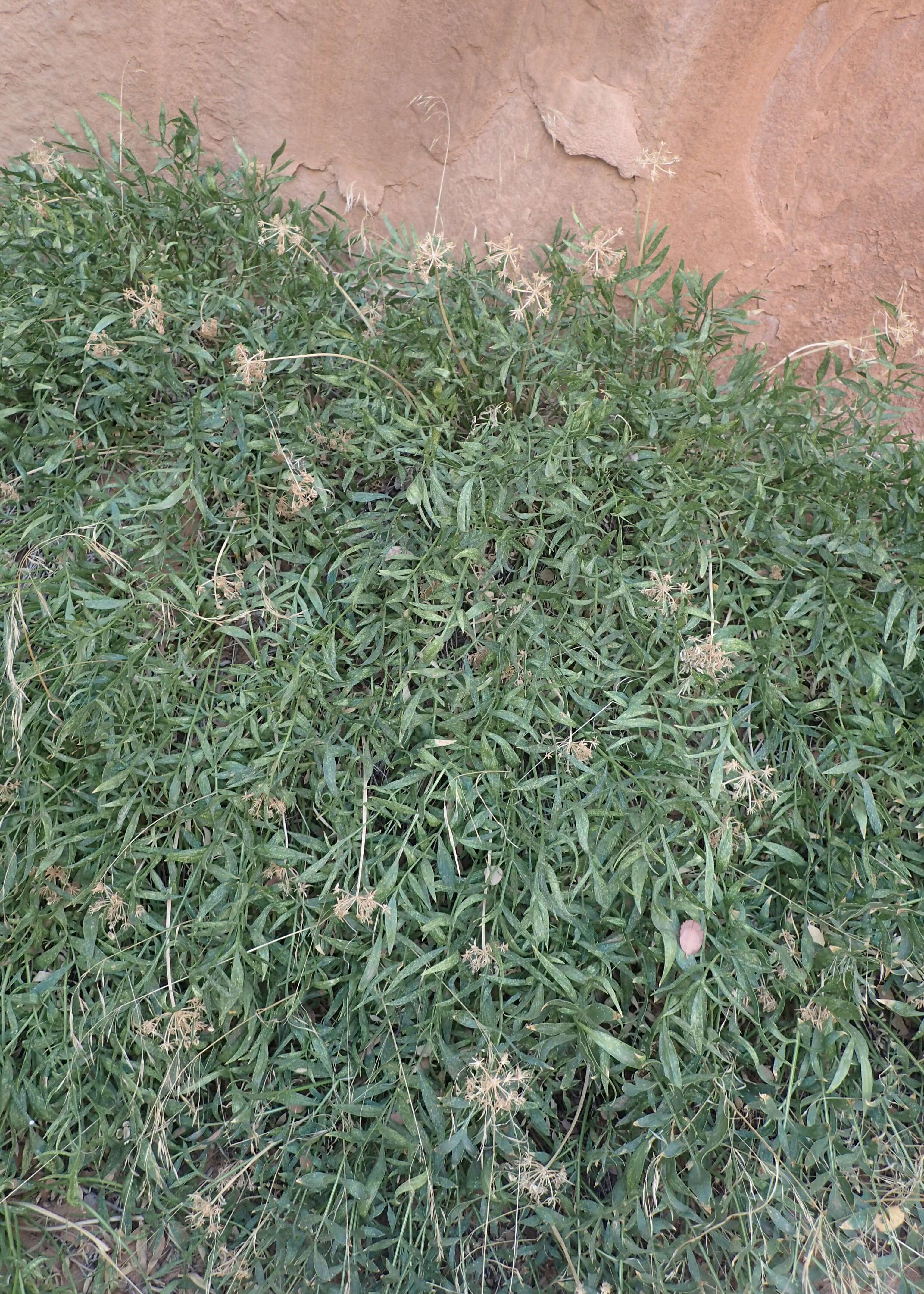 Image of Canyonlands biscuitroot